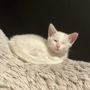 Meet your Posher, Meow